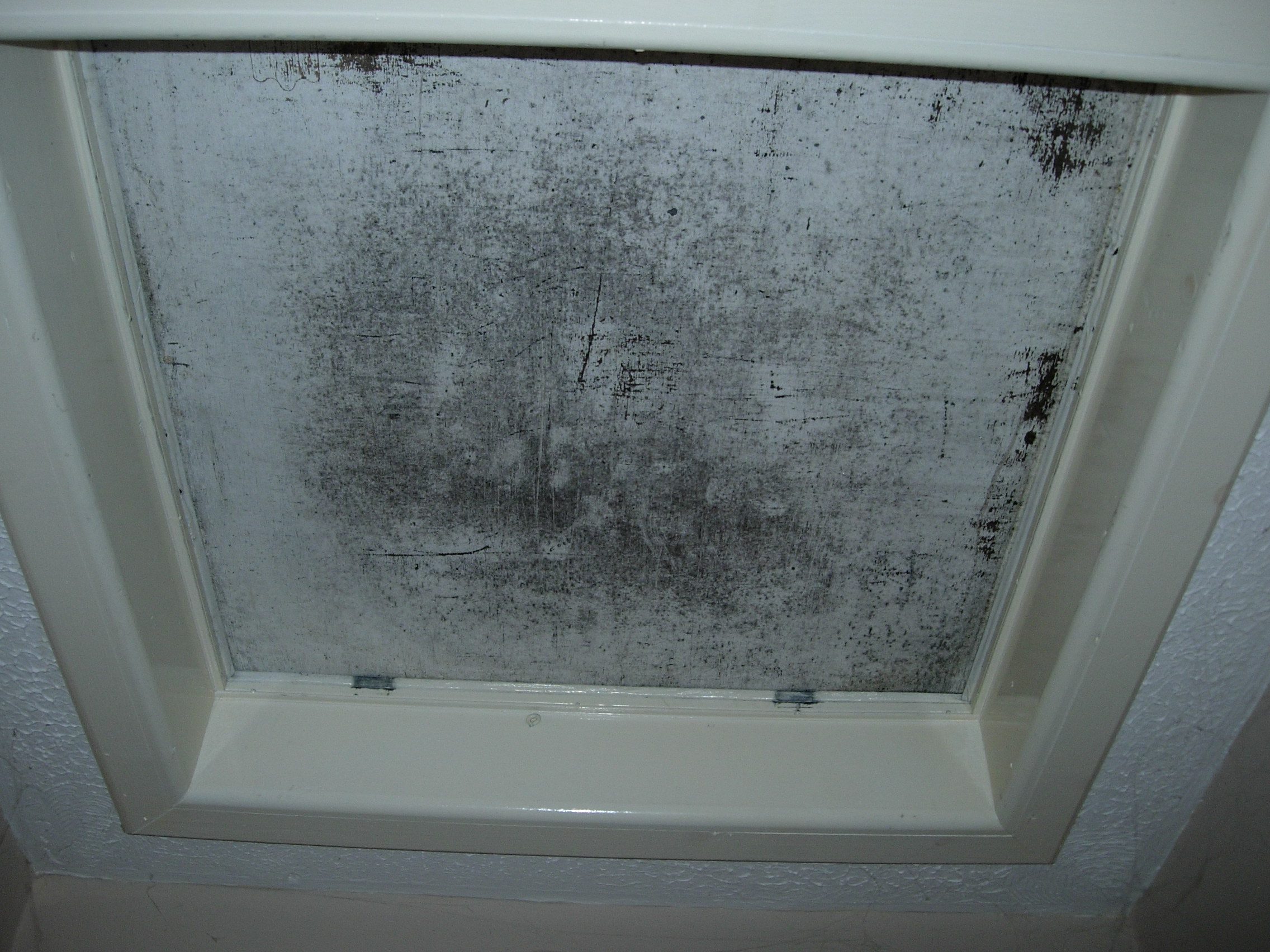 2 Groves Rd - mould growth on loft hatch