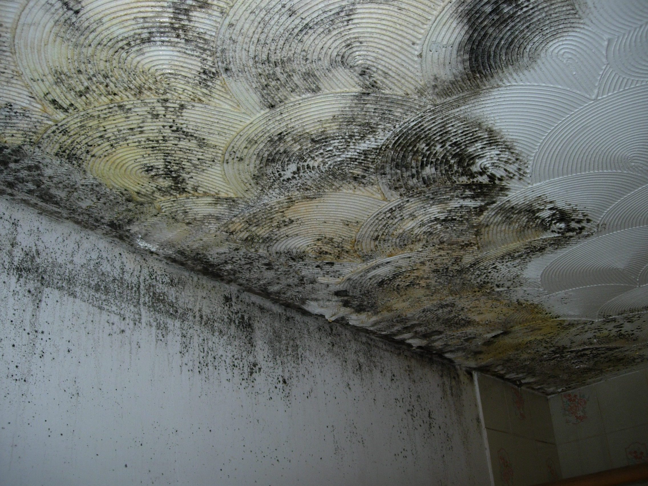 60 March Hywel - mould growth in rear bedroom (1)