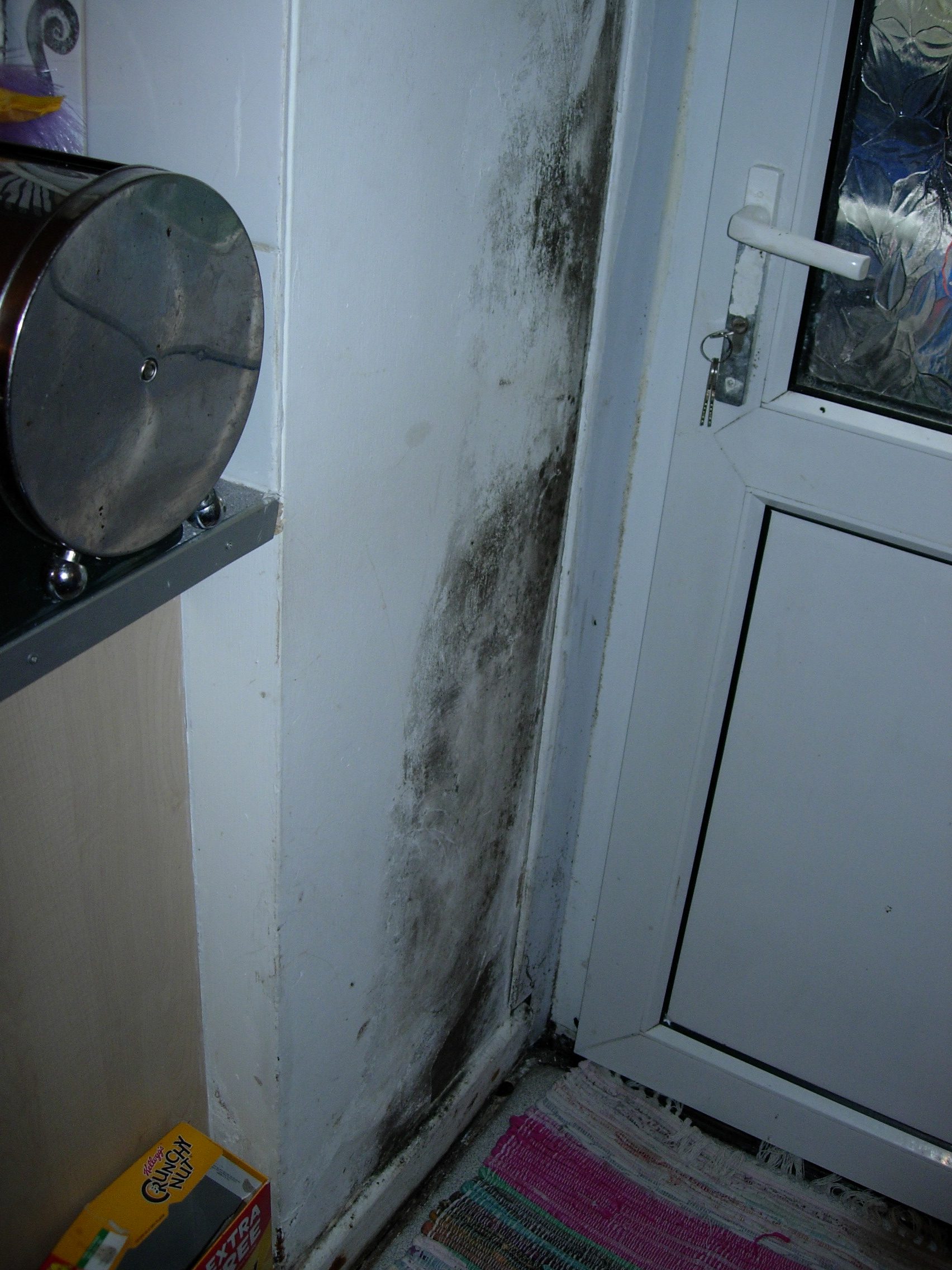79 The Grawen - mould growth in kitchen (1)